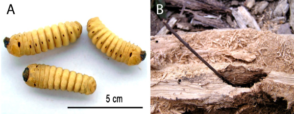 Новокаледонские галки выковыривают из древесных стволов крупных личинок жуков-усачей (А) при помощи старательно изготовленных длинных прочных палочек. После окончания «охоты» орудие иногда остается торчать в отверстии древесины (B). Фото из «дополнительных материалов» к обсуждаемой статье в Science