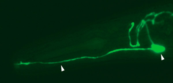 Так выглядит нейрон ASER, высвеченный зеленым белком