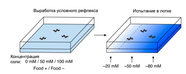 Схема эксперимента по вырабатыванию рефлекса на концентрацию соли