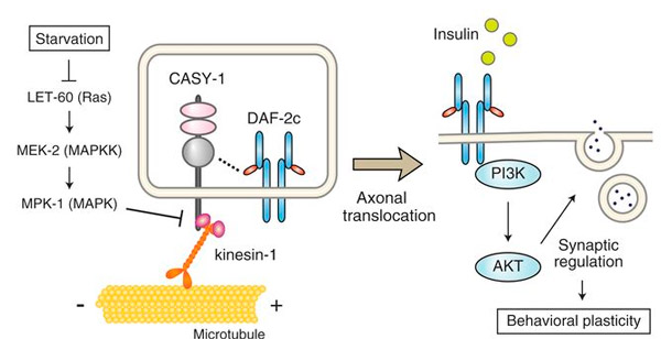 Схема реализации рефлекса от внешнего стимула до поведенческой реакции через молекулярные регуляторные каскады