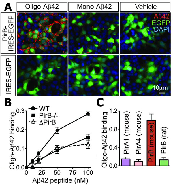 Изображение трансфецированных клеток мышей и численные данные экспериментов