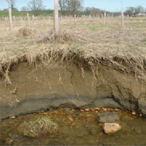 Так выглядят типичные речные отложения в Среднеатлантических штатах. Сначала гравий, затем песок, затем темный слой с древней лесной органикой, выше мощный слой желтоватых суглинков, сформированный за последние 200-300 лет. Фото из обсуждаемой статьи в Science