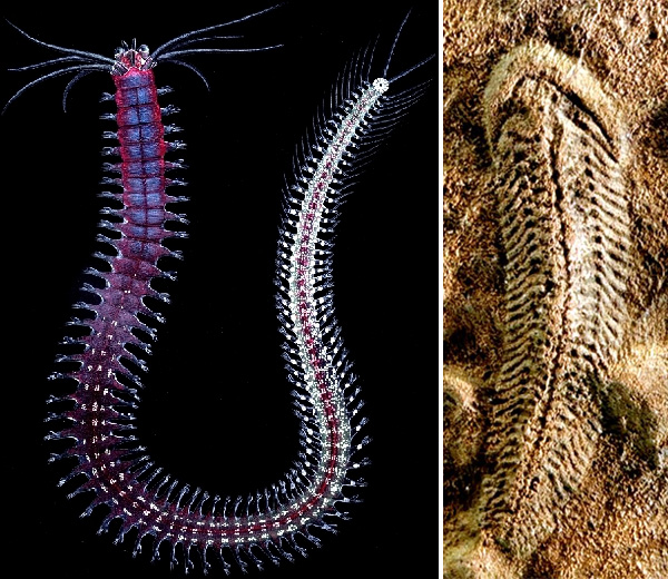 Современный кольчатый червь Platynereis (слева) и загадочное ископаемое животное Spriggina (вендский период, около 550 млн лет назад). Некоторые авторы сближают сприггину с предками билатерий, другие оспаривают такую трактовку. Фото с сайтов experimentemos.files.wordpress.com и en.wikipedia.org