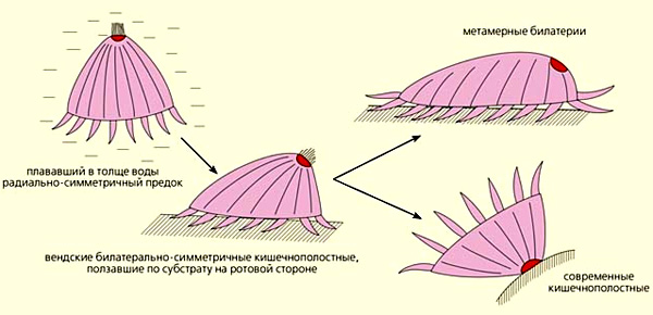 Схема происхождения билатерий (из статьи В. В. Малахова «Новый взгляд на происхождение билатерий»)