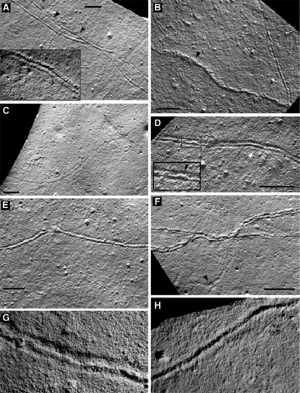 Рис. 1. Следы ползания древнейших билатерально-симметричных животных