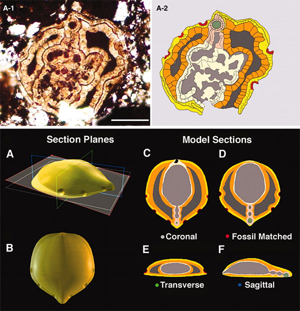 Рис. 2. Двусторонне-симметричное животное Vernanimalcula guizhouena возрастом 580–600 млн лет из формации Доушаньтуо (Китай): один из ископаемых экземпляров, прорисовка и реконструкции