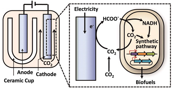Схема биореактора