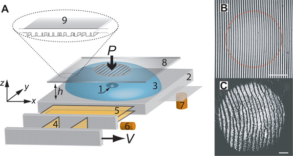 A — экспериментальная установка: 1 — сенсор, 2 — неподвижное основание (станина), 3 — покрытие из резиноподобного материала толщиной не более 2 мм, 4–5 — система их двух кантилеверов, 6–7 — емкостные позиционные сенсоры (capacitive position sensors) 8 — стекло с нанесенными на него случайно расположенными штрихами (9). B — смоделированные отпечатки пальцев. C — человеческие отпечатки пальцев в месте контакта пальца и поверхности (длина масштабной линейки 2 мм). Рис. из обсуждаемой статьи в Science