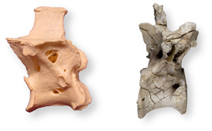 Сравнение костей птиц (слева) и хищных динозавров-тероподов (справа) говорит о сходном способе взаимодействия их легочной и скелетной систем (фото с сайта www.ohiou.edu)