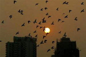 Глобальное потепление может резко изменить судьбу перелетных птиц: исчезают ландшафты их гнездовий, сдвигается время вылета насекомых — основной пищи перелетных птиц. Фото с сайта www.chinadaily.com.cn