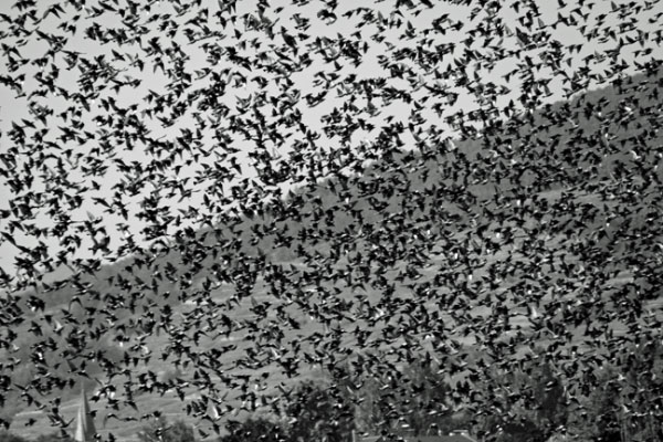 Число птиц, вовлеченных в сезонные миграции, измеряется сотнями миллионов. Фото с сайта lewebpedagogique.com