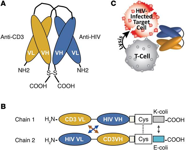 Рис. 6. Схема строения искусственно сконструированных биспецифических антител к антигену CD3 цитотоксических Т-клеток и поверхностнму антигену ВИЧ и атаки клеток, зараженных ВИЧ