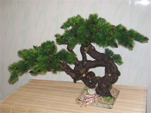 Традиционное японское искусство бонсай помогло современным генетикам подойти к раскрытию одного из важнейших защитных механизмов генома у живых организмов (фото с сайта www.fito-design.ru)