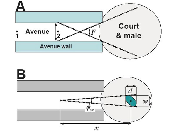 Рис. 1. Схема беседки шалашника. (A) Самка обычно наблюдает за демонстрациями самца, находясь между позициями 1 и 2. Ее поле зрения ограничено углом F, определяемым максимальными поворотами головы между стенок тоннеля. Рисунок из дополнительных материалов к обсуждаемой статье в Current Biology