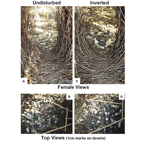 Рис. 4. Нормальная (A, B) и экспериментально переделанная (C, D) площадки. Рисунок из обсуждаемой статьи в Current Biology