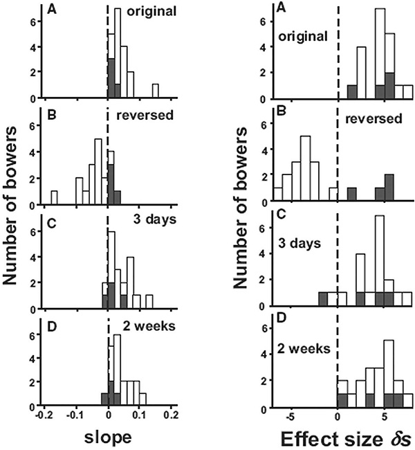 Рис. 5. Слева. Крутизна (slope) изменения размера от расстояния до и во время эксперимента. Положительная крутизна означает, что размеры объектов увеличиваются пропорционально расстоянию, отрицательная крутизна — размеры объектов уменьшаются с расстоянием от шалаша. Справа. Эффективный размер вариации стандартного отклонения δs углового размера φw до и во время эксперимента. Рисунок из обсуждаемой статьи в Current Biology