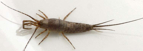 Щетинохвостка. Три хвостовые нити (справа), из-за которых эти насекомые получили свое название, важны для «управляемого воздушного спуска» древесных щетинохвосток, но имеются также и у наземных видов, один из которых изображен здесь. Фото © A. Staudt с сайта www.delattinia.de