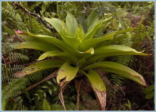 Схема строения бромелии. Горизонтальными черточками показан уровень воды, скопившейся в пазухах листьев. В этих скоплениях и развивается целое сообщество мелких беспозвоночных, живущих за счет попадающих извне растительных остатков — детрита. Детрит — не только корм для беспозвоночных, но и важный источник азота для самих растений. Изображение с сайта www.zoology.ubc.ca