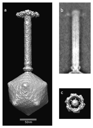 Реконструкция вириона фага φKZ