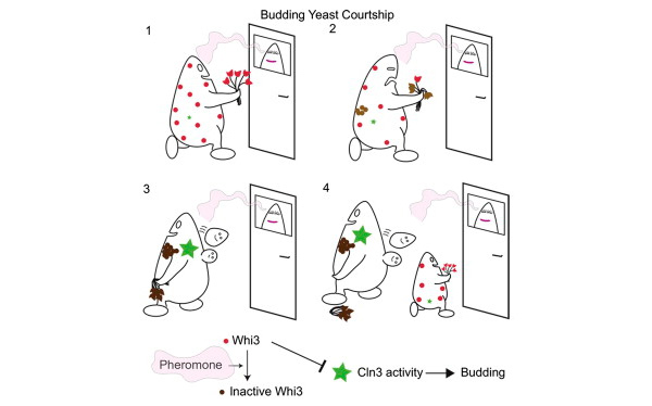 Графическое представление содержания работы