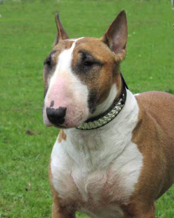 Бультерьер (фото с сайта www.free-images.org.uk)