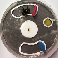 Рис. 1. Кормушка-головоломка, использовавшаяся в экспериментах