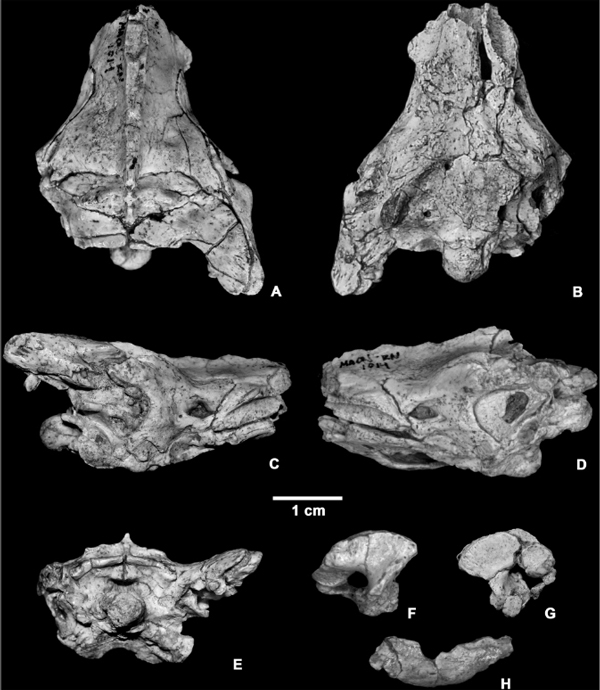 Рис. 2. Череп Dinilysia Patagonica из Аргентинского музея естественных наук, по которому была построена 3D-модель внутреннего уха