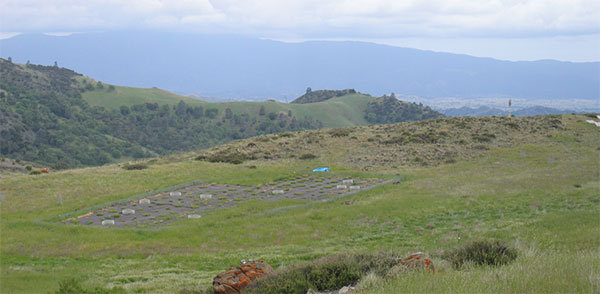 Заповедник Седжвик в Калифорнии, где проводили свои исследования Джонатан Левин и Дженнике Хилрисламберс. Видна экспериментальная площадка, на которой располагались делянки. Фото с сайта protist.biology.washington.edu