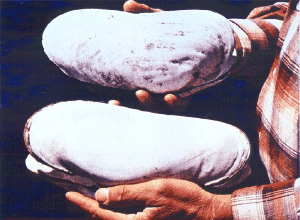 Удачный симбиоз позволяет моллюску Calyptogena magnifica достигать весьма крупных размеров в условиях, где ни одно животное не способно выжить без помощи автотрофных бактерий (фото с сайта www.ifm-geomar.de)