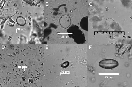 Крахмальные гранулы красного перца. А, D, E — современные, B, C, F — археологические образцы. D — дикорастущая форма (остальные — культурные). Для диких перцев характерны очень мелкие крахмальные зерна. E, F — вид сбоку. Фото из обсуждаемой статьи в Science
