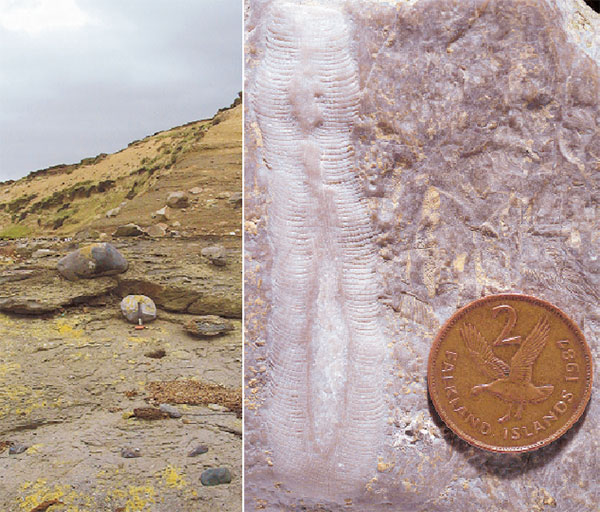 Рис. 1. Эрратические валуны тиллитовой формации Фицрой (слева) на острове Западный Фолкленд и выветрелые скелеты археоциат на поверхности такого валуна (справа)