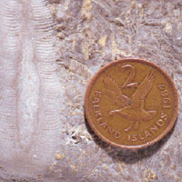 Рис. 1. Эрратические валуны тиллитовой формации Фицрой (слева) на острове Западный Фолкленд и выветрелые скелеты археоциат на поверхности такого валуна (справа)