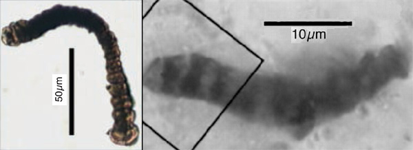 Минеральные структуры карбоната, одетые пленкой силикатов (слева), внешне напоминают древнейшие микрофоссилии из Австралии, Варравуна (Warrawoona), возрастом 3.4 млрд.лет (справа). Фото из статьи в Science: J. M. García-Ruiz et al. Self-Assembled Silica-Carbonate Structures and Detection of Ancient Microfossils