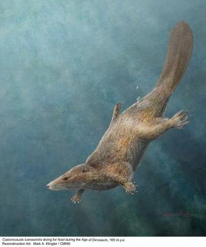 Эта реконструкция внешнего облика «боброхвоста выдроподобного» помещена на обложку последнего номера журнала Science (изображение с сайта www.yubanet.com)