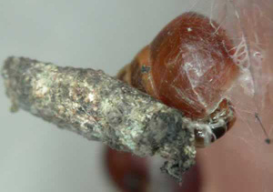 Перед тем как атаковать свою жертву, гусеница окутывает ее шелковой нитью, не давая ей возможности сбежать (фото с сайта www.newscientist.com)