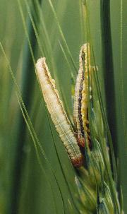 Гусеницы Mythimna separata на колосе ржи