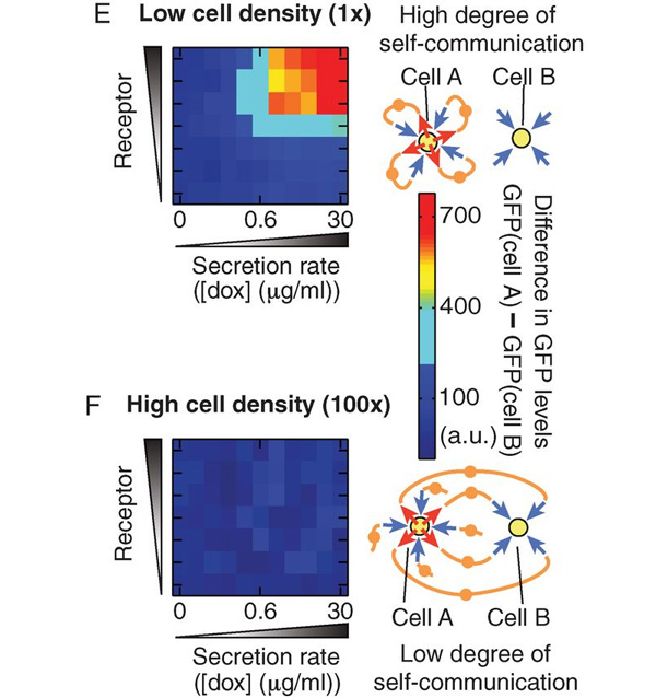 Соотношение самокоммуникации и коммуникации с соседями