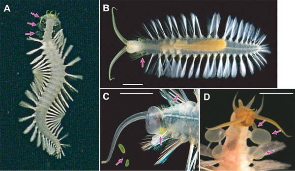 Плавающие полихеты нового рода Swima. A — кадр видеосъемки. Стрелками на этом снимке и на остальных показаны «бомбы», которые испускают яркий зеленый свет в том случае, когда они отбрасываются животным. B — общий вид Swima bombiviridis со спинной стороны. C — передний конец тела S. bombiviridis (хорошо видны прикрепленные и оторвавшиеся «бомбы». D — передний конец червя с «бомбами». Масштабная линейка — 5 мм. Из статьи Osborn et al. в Science