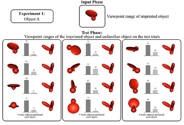 Рис. 3. Проекции виртуальных объектов, демонстрировавшиеся цыплятам в одном из экспериментов