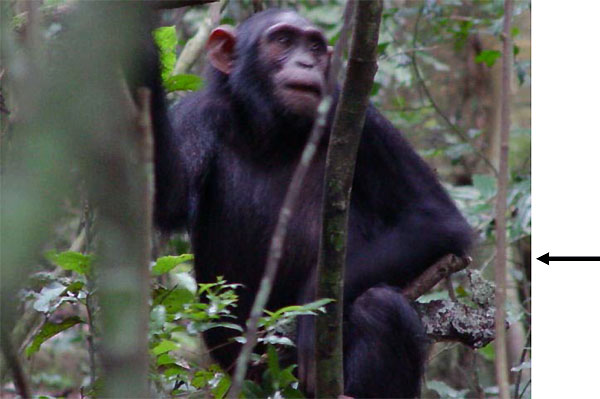 Молодая самка шимпанзе с палочкой-куклой. Фото из дополнительных материалов к обсуждаемой статье в Current Biology