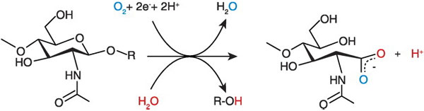 Рис. 5. CBP21 при расщеплении хитиновой нити катализирует сразу две реакции — окислительно-восстановительную (над стрелочкой) и гидролиз (под стрелочкой). Получившаяся в результате органическая кислота один атом кислорода берет от воды, а другой — от молекулярного кислорода. Изображение из обсуждаемой статьи в Science
