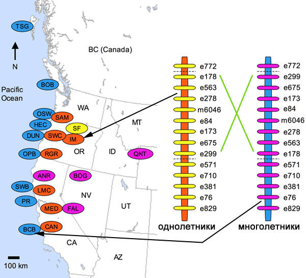 Популяции губастика крапчатого, приспособленные к разным местообитаниям и к разным жизненным циклам. Справа показан порядок генов, связанных с регуляцией времени цветения — здесь мы должны увидеть инверсионный порядок ряда генов. Рисунок из обсуждаемой статьи Lowry & Willis в Plos Biology