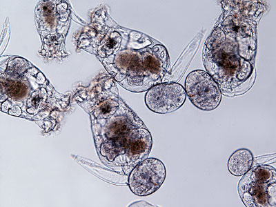 Коловратки Brachionus plicatilis. Фото с сайта www.nt.ntnu.no