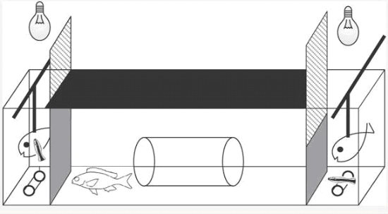 Схема аквариума, использованного для экспериментов. Центральный затененный отсек, где находится рыба-клиент, отделен от боковых отсеков зеркальными стеклами, позволяющими рыбе, находящейся в центральном отсеке, видеть, что в них происходит, но непрозрачными для рыб-чистильщиков, сидящих в боковых отсеках. В боковые отсеки опускаются модели рыбы-клиента. Цилиндры, лежащие на дне во всех отсеках, — куски трубок, используемые в качестве укрытий. Рисунок из обсуждаемой статьи в Nature