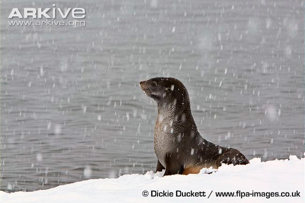 Кергеленский морской котик