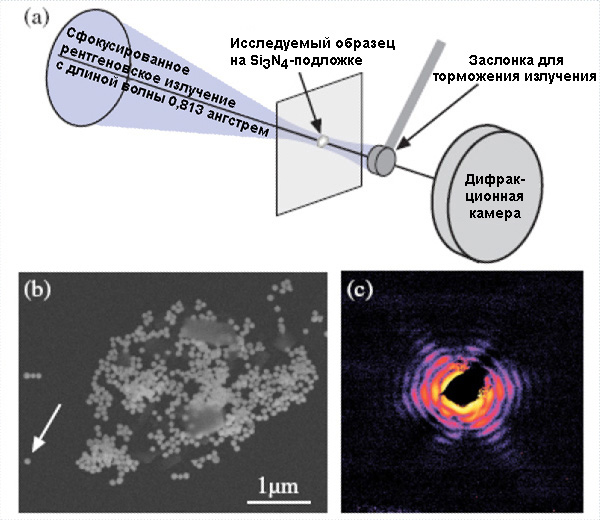 Рис. 2. (a) — схема получения дифракционного изображения исследуемого объекта под действием наносфокусированного когерентного рентгеновского луча; (b) — изображение кластера золотых частиц на нитрид-кремниевой мембране, полученное с помощью сканирующей микроскопии; (c) — дифракционное изображение отдельно взятой золотой частицы (указана стрелкой на рисунке b). Изображение из обсуждаемой статьи в Phys. Rev. Lett.