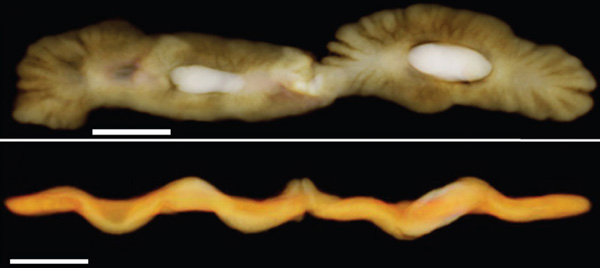 Изображения новооткрытых древних организмов, полученные при помощи рентгеновской томографии. Вверху — вид сверху, внизу — продольный срез. Белые пятна — пиритовые включения. Длина масштабной линейки 1 см. Фото из обсуждаемой статьи в Nature