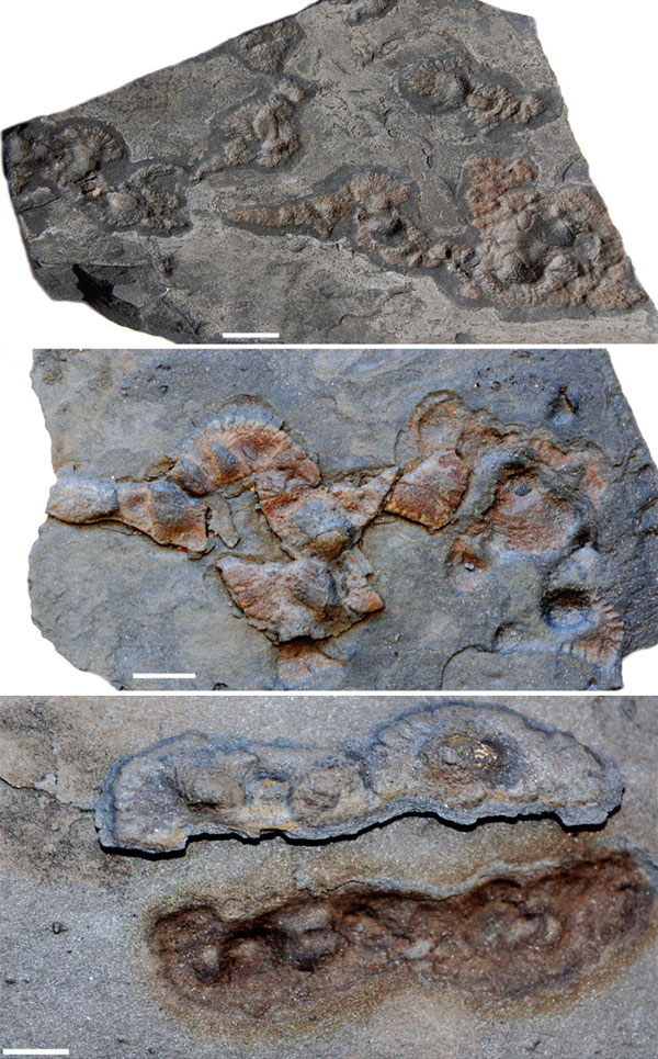 Общий вид находок. Внизу — отдельный организм и оставленный им в породе отпечаток. Длина масштабных линеек 1 см. Изображения из обсуждаемой статьи в Nature