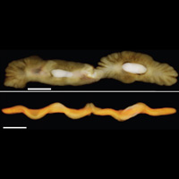 Изображения новооткрытых древних организмов, полученные при помощи рентгеновской томографии. Вверху — вид сверху, внизу — продольный срез. Белые пятна — пиритовые включения. Длина масштабной линейки 1 см. Фото из обсуждаемой статьи в Nature