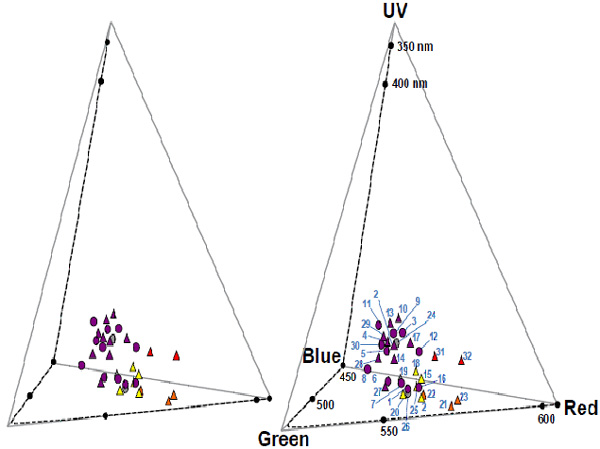 Рис. 3. Стереопара, иллюстрирующая положения видов иохромовых в «цветовом пространстве» колибри